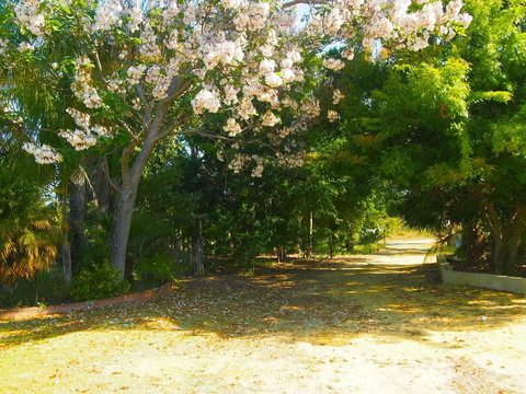 Majestichomestead B&B - Whitsundays Accommodation 33