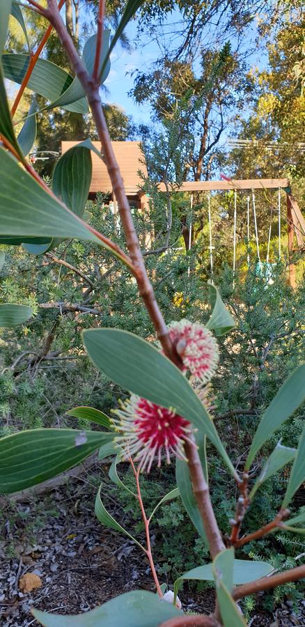 Di's Cabin In Dwellingup - Whitsundays Accommodation 4