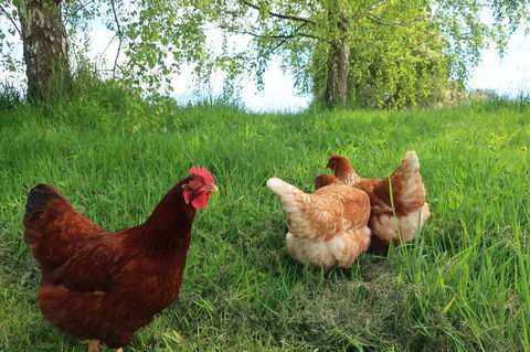 Cherry Top Farmstay - Boutique Eco Village - Whitsundays Accommodation 8