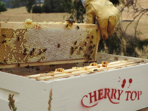Cherry Top Farmstay - Boutique Eco Village - Whitsundays Accommodation 28