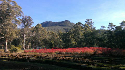 Mountain Blue Guest House - Whitsundays Accommodation 23
