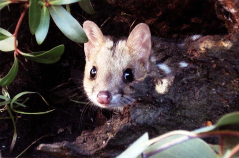 Cradle Mountain Love Shack - Whitsundays Accommodation 16