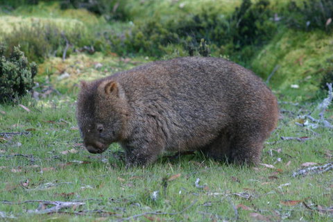 Cradle Mountain Love Shack - Whitsundays Accommodation 27