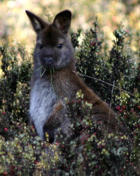 Cradle Mountain Love Shack - Whitsundays Accommodation 21