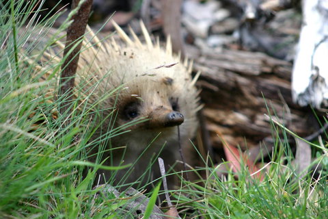 Cradle Mountain Love Shack - Whitsundays Accommodation 23