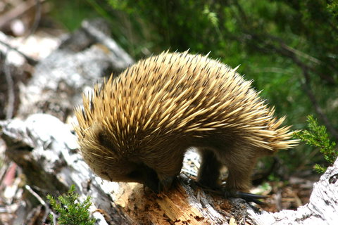 Cradle Mountain Love Shack - Whitsundays Accommodation 22