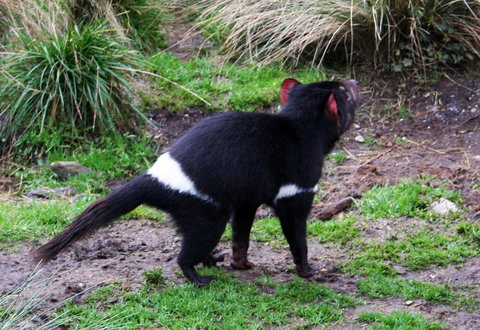 Cradle Mountain Love Shack - Whitsundays Accommodation 18