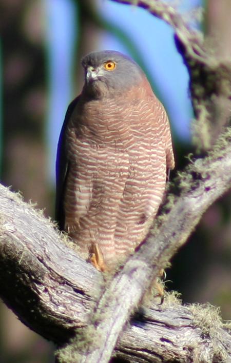 Cradle Mountain Love Shack - Whitsundays Accommodation 13