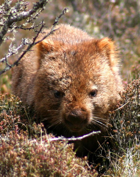 Cradle Mountain Love Shack - Whitsundays Accommodation 24