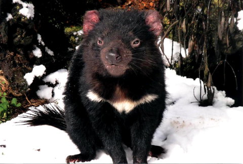 Cradle Mountain Love Shack - Whitsundays Accommodation 17