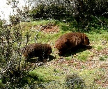 Cradle Mountain Love Shack - Whitsundays Accommodation 26