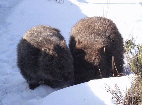 Cradle Mountain Love Shack - Whitsundays Accommodation 25