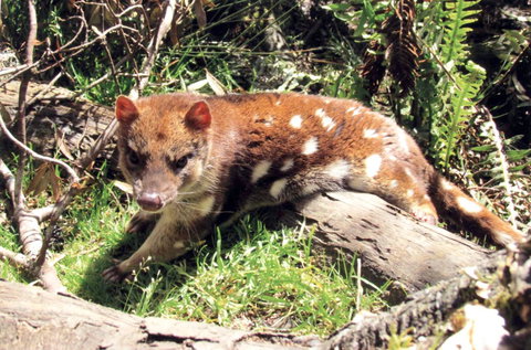Cradle Mountain Love Shack - Whitsundays Accommodation 15