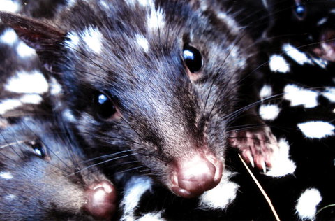 Cradle Mountain Love Shack - Whitsundays Accommodation 20