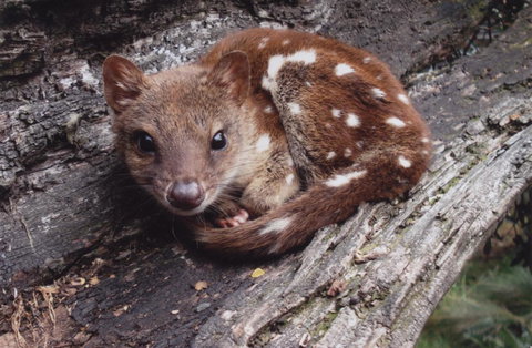 Cradle Mountain Love Shack - Whitsundays Accommodation 19