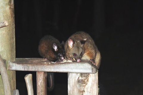 Cradle Mountain Love Shack - Whitsundays Accommodation 14