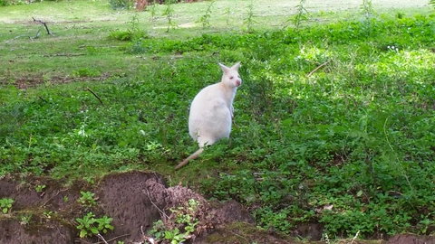 Bruny Ocean Cottage - Whitsundays Accommodation 9