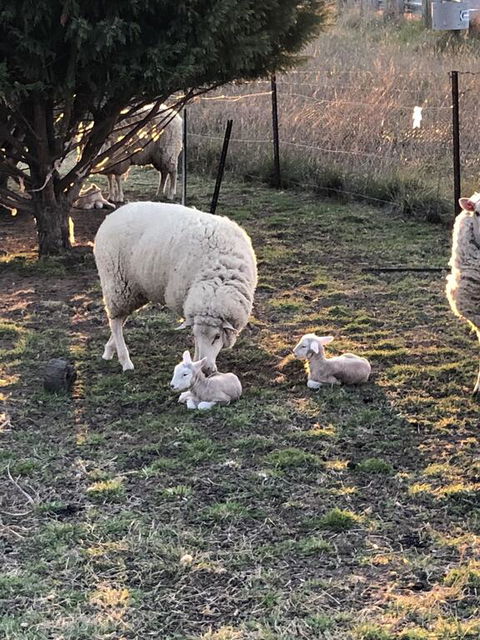 OConnell Retreat BnB - Whitsundays Accommodation 3
