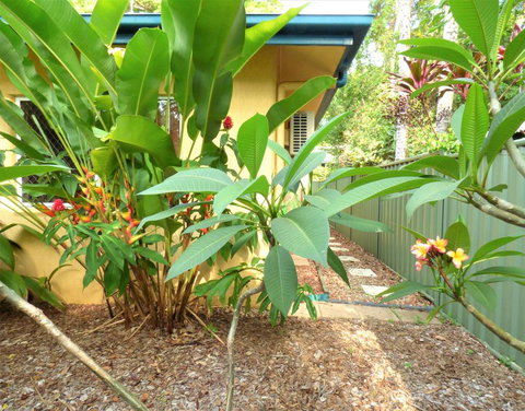 Rainforest Cottage Cairns - Whitsundays Accommodation 0