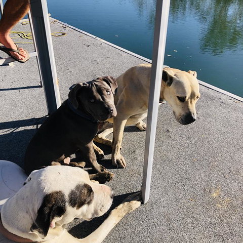 River Front Tranquil Retreat - Whitsundays Accommodation 3