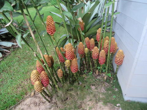 Runawaytomaleny - Whitsundays Accommodation 2