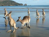 Book Seaforth Accommodation Vacations Whitsundays Accommodation Whitsundays Accommodation