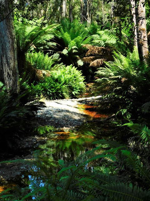 Shakespeare's Wilderness Chalet - Whitsundays Accommodation 3