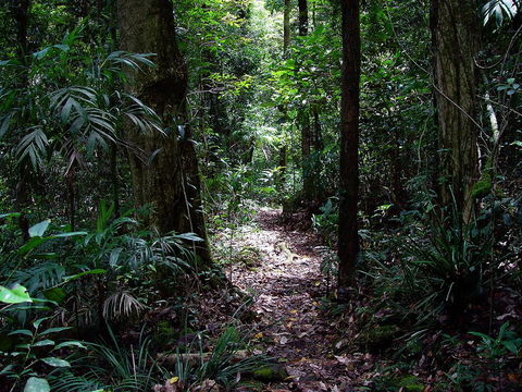 Springbrook Lyrebird Retreat - Whitsundays Accommodation 0