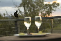 Book Forest Hill Accommodation Vacations Whitsundays Accommodation Whitsundays Accommodation