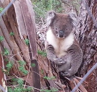 Stringybark Hills Retreat - Whitsundays Accommodation