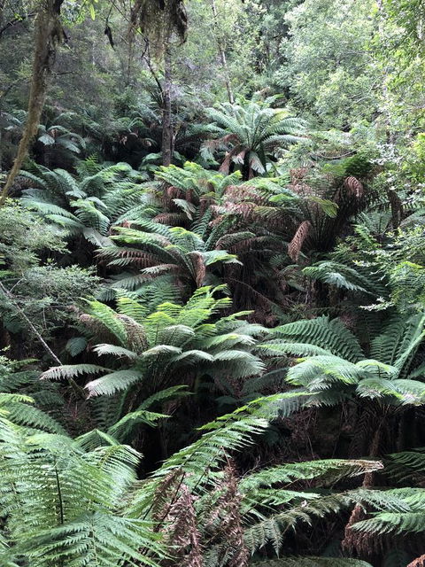 Corinna Wilderness Village - Whitsundays Accommodation 12