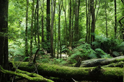 Corinna Wilderness Village - Whitsundays Accommodation 37