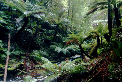 Corinna Wilderness Village - Whitsundays Accommodation 41