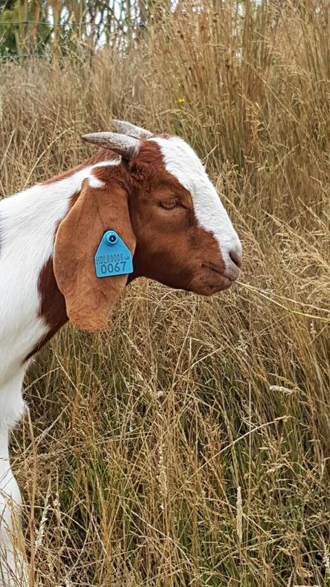 Hazelcreek Cottages - Whitsundays Accommodation 30