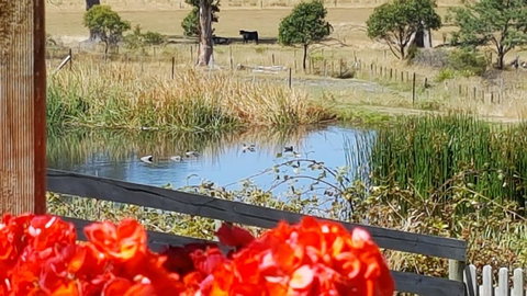 Hazelcreek Cottages - Whitsundays Accommodation 11