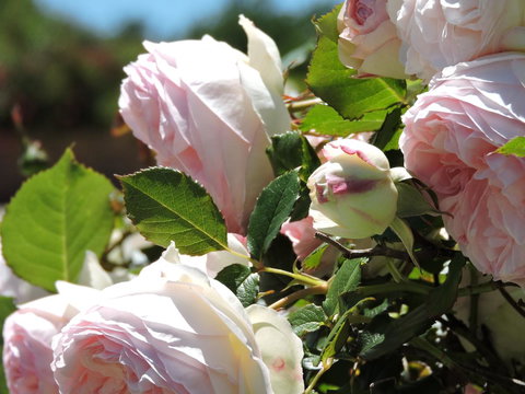 Hazelcreek Cottages - Whitsundays Accommodation 29