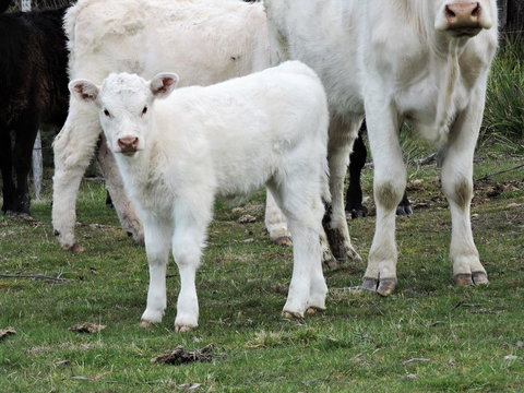 Hazelcreek Cottages - Whitsundays Accommodation 32