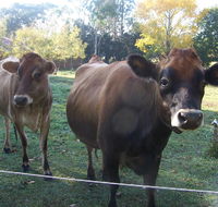 Drumreagh Bed  Breakfast Cabins - Whitsundays Accommodation