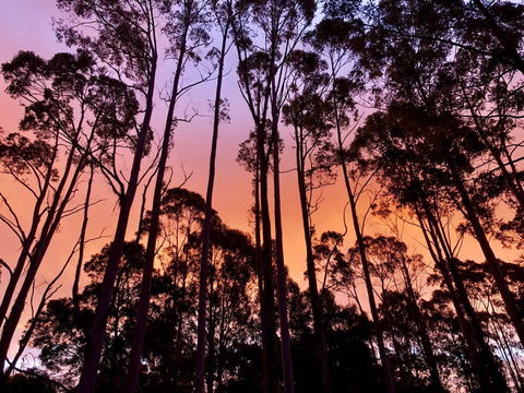 Lemonthyme Wilderness Retreat - Whitsundays Accommodation 8