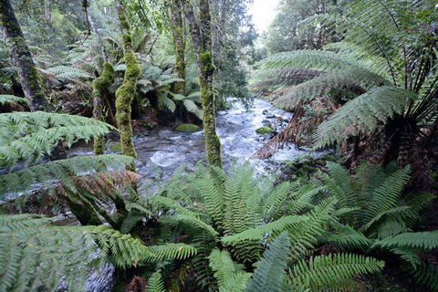 Lemonthyme Wilderness Retreat - Whitsundays Accommodation 21