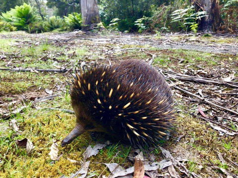 Lemonthyme Wilderness Retreat - Whitsundays Accommodation 13