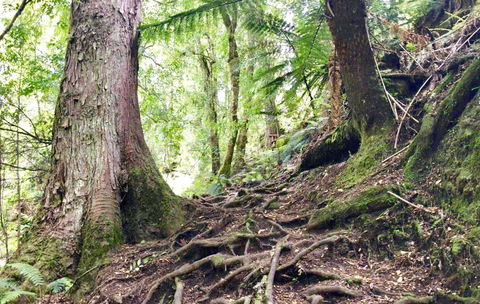 Lemonthyme Wilderness Retreat - Whitsundays Accommodation 23