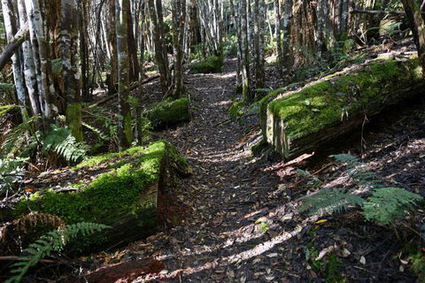 Lemonthyme Wilderness Retreat - Whitsundays Accommodation 22