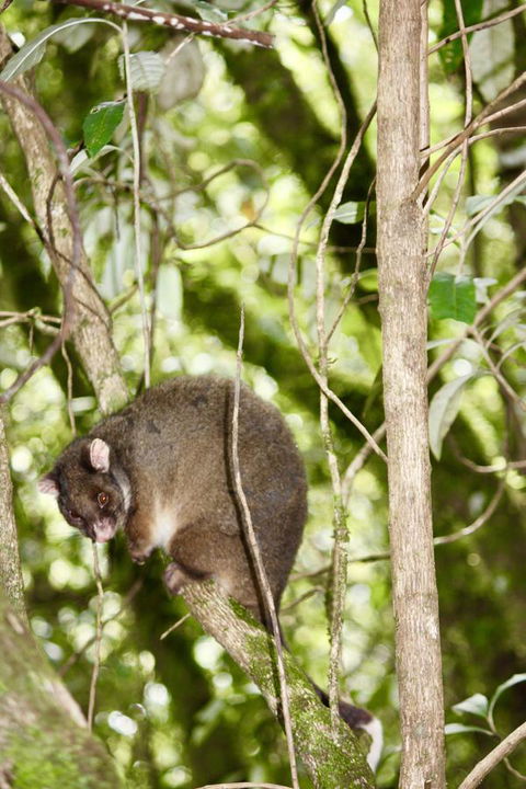 Lemonthyme Wilderness Retreat - Whitsundays Accommodation 26