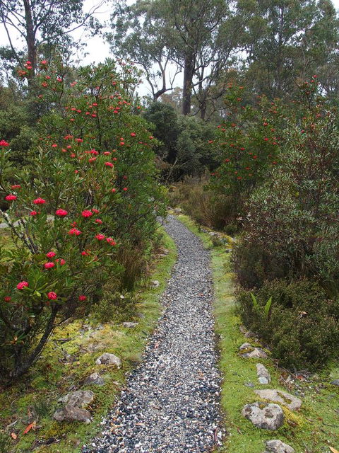 Cradle Highlander - Whitsundays Accommodation 6