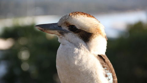 BAY OF FIRES ECO HUT Off Grid Experience At Binalong Bay - Whitsundays Accommodation 19