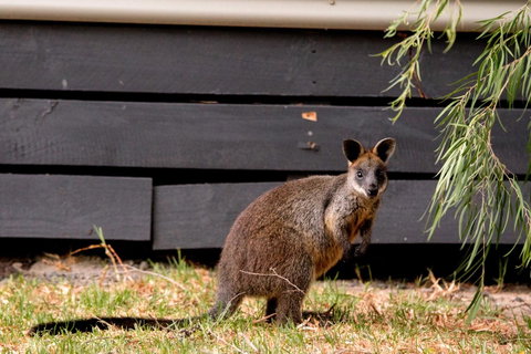 BIG4 Ingenia Holidays Phillip Island - Whitsundays Accommodation 13