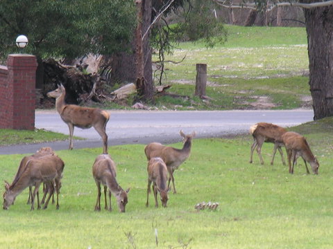 The Grampians Motel - Whitsundays Accommodation 23
