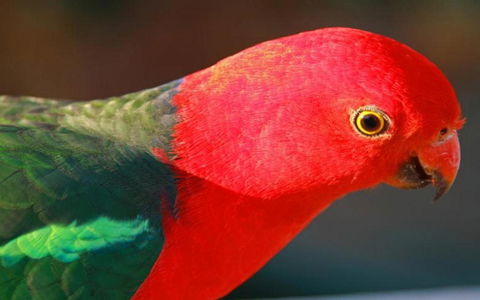 Marysville Caravan And Holiday Park - Whitsundays Accommodation 43