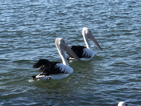 Apartments In Phillip Island Towers - Block C - Whitsundays Accommodation 37